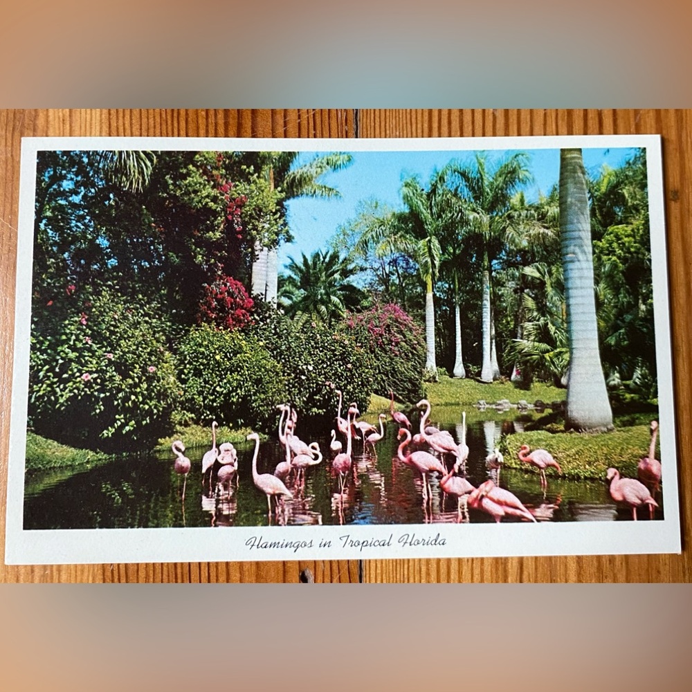 FLAMINGOS IN TROPICAL FLORIDA Vintage Post Card